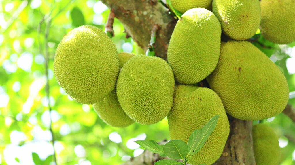 Essa fruta gigante é a maior do mundo e pesa mais de 40 kg