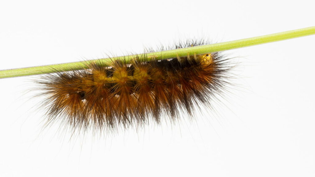 Esse inseto sobe na sua cama à noite sem você perceber