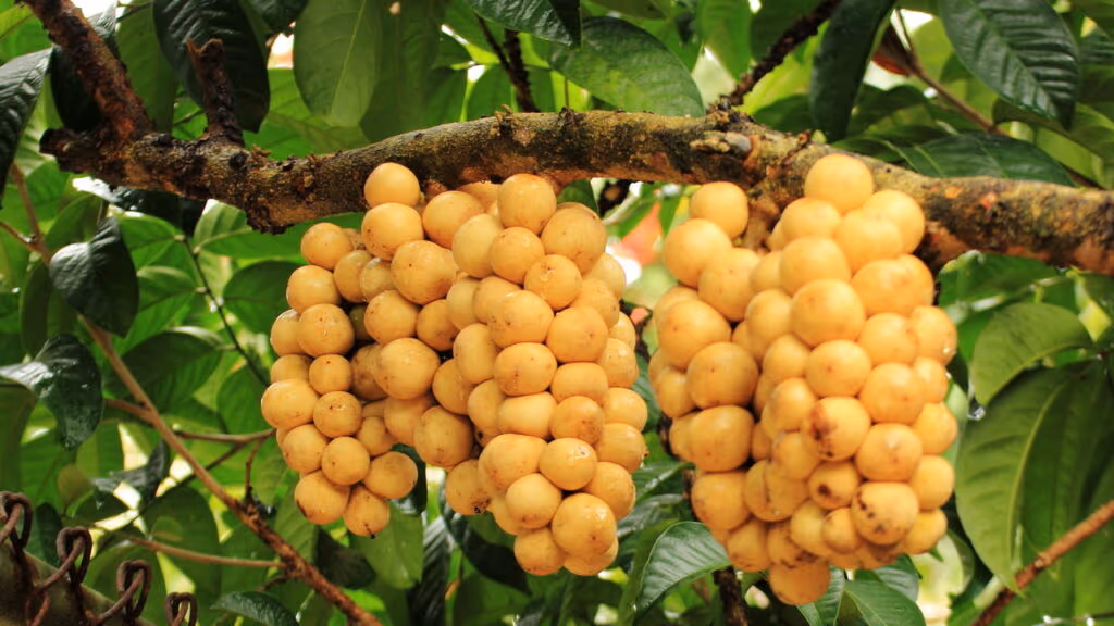 Fruta misteriosa do sudeste asiático é translúcida e suave como o vento