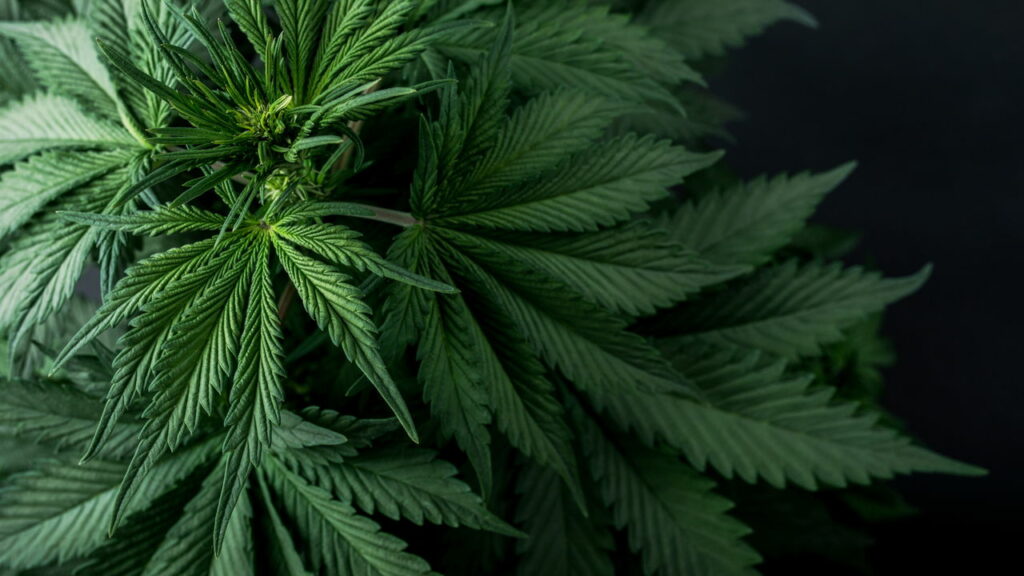 Mais de 100 mil pés de maconha são destruídos no interior de SC