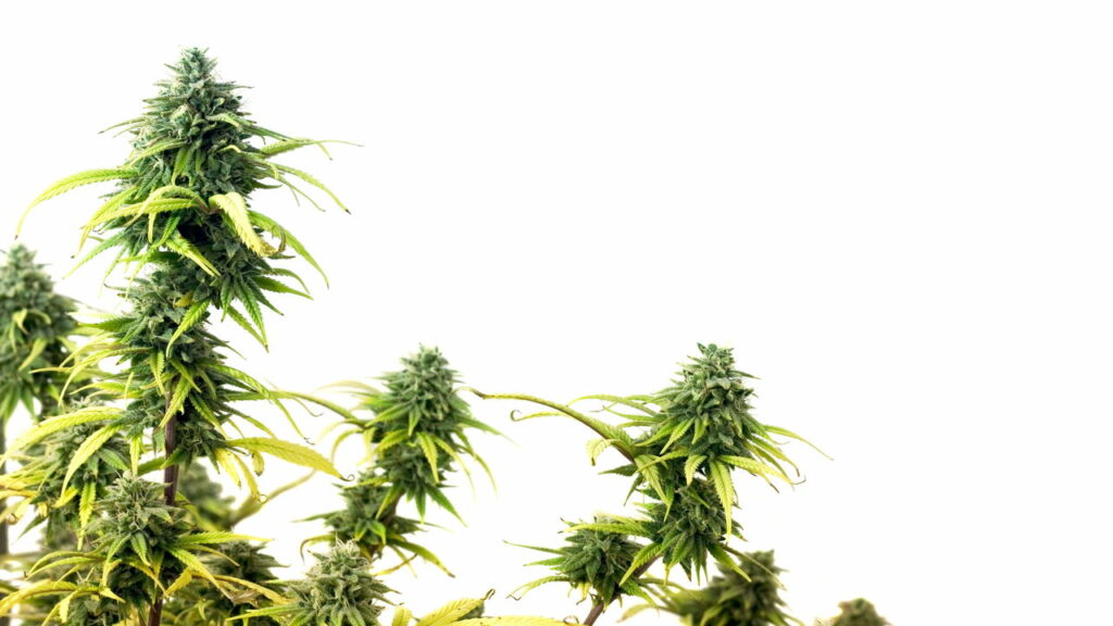Mais de 100 mil pés de maconha são destruídos no interior de SC