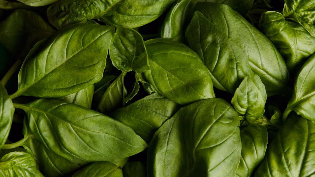 O segredo para ter manjericão bonito e perfumado o ano inteiro