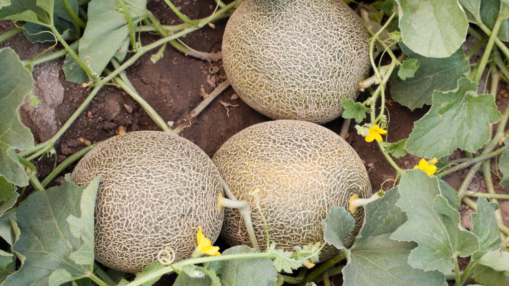 Por que o melão virou queridinho de quem busca leveza e bem-estar?