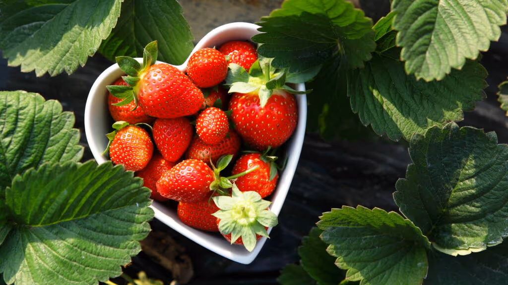 Morango do amor vira pesadelo para a saúde, alertam especialistas