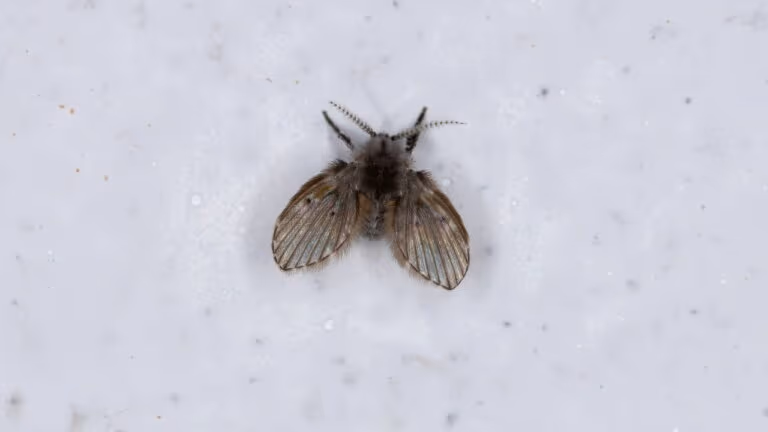 O método mais eficaz e barato contra mosquitos de banheiro