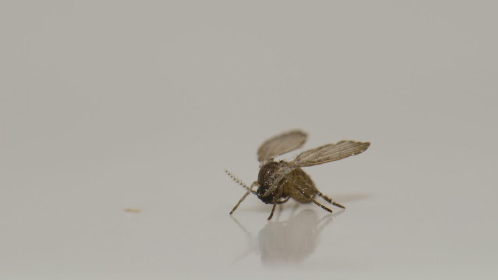O método mais eficaz e barato contra mosquitos de banheiro
