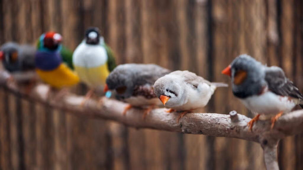 Como certos pássaros conseguem migrar milhares de quilômetros sem se perder?