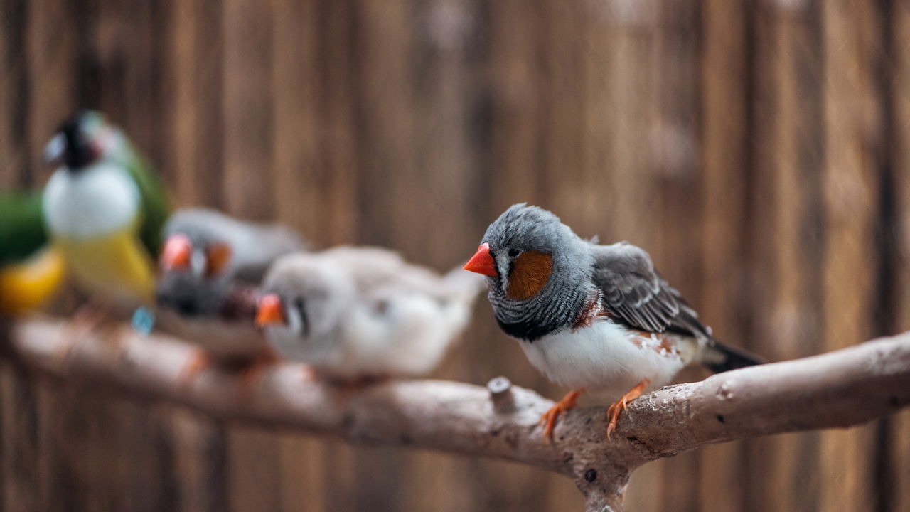 Pássaros têm uma bússola invisível no corpo que a ciência levou anos para entender