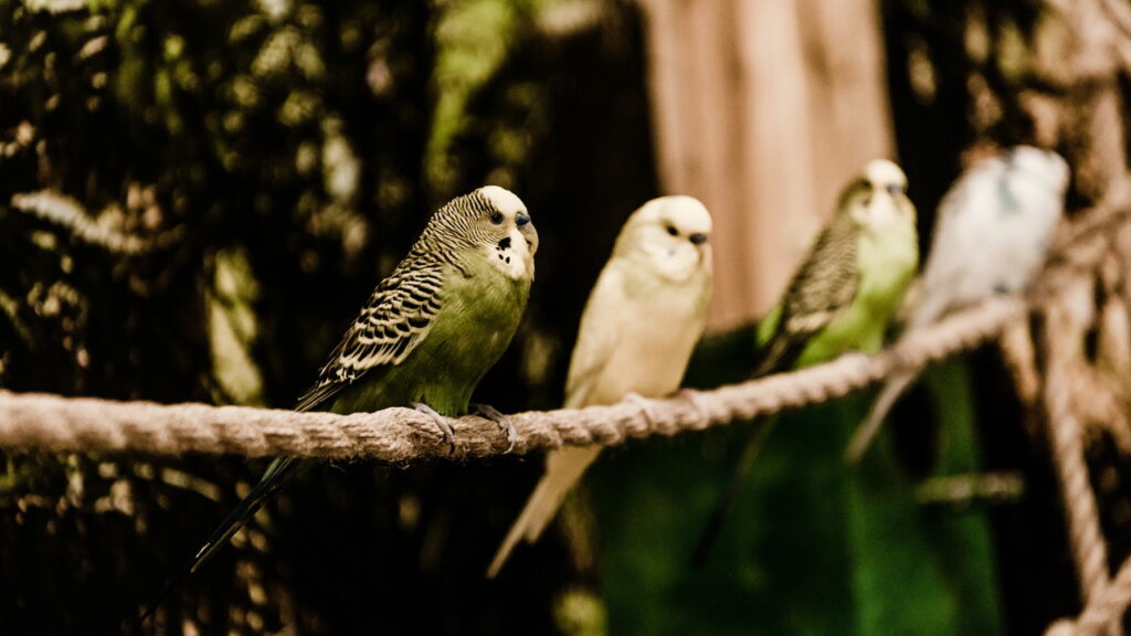 Por que alguns pássaros dançam para conquistar parceiros? O balé da seleção natural