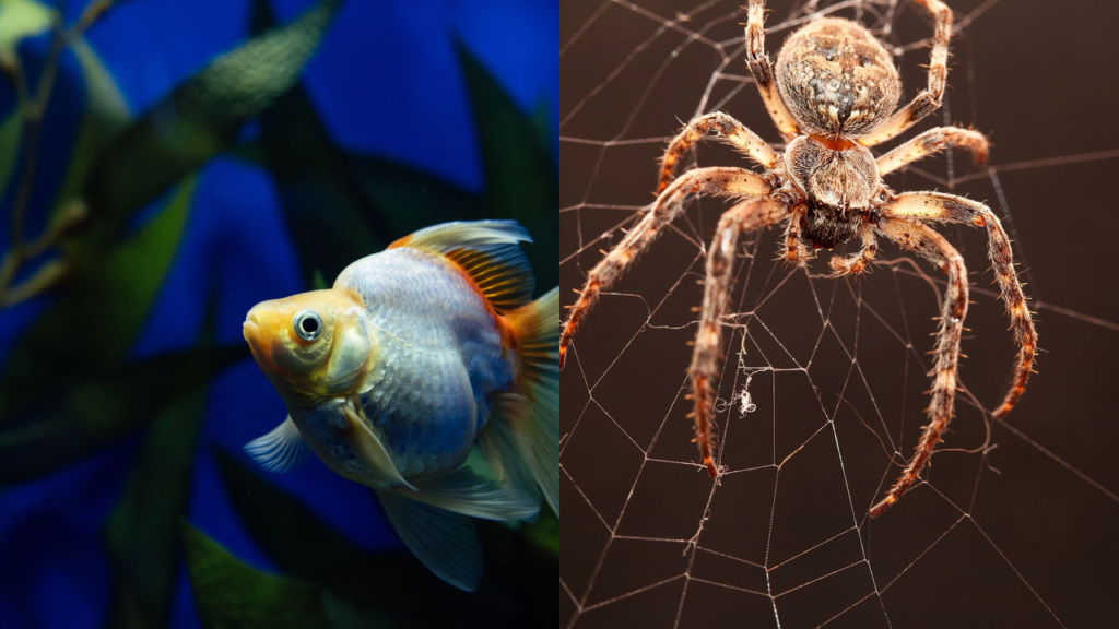 Animais surpreendem cientistas com habilidades incríveis