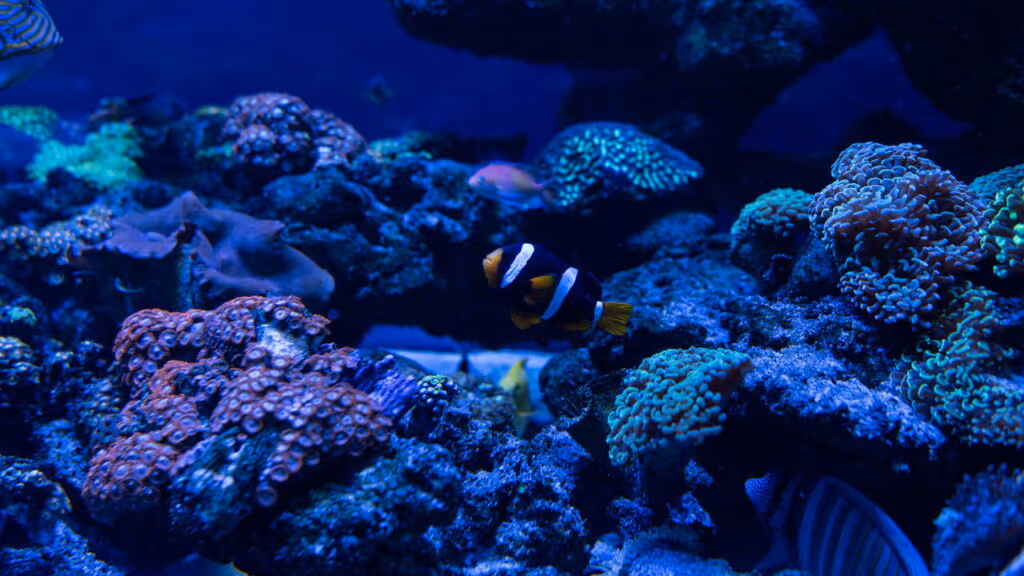Como certos peixes “voam” fora d’água para escapar de predadores