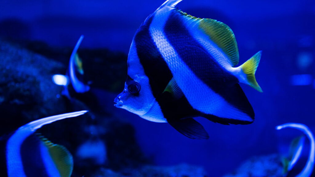 Animais marinhos com habilidades bizarras que desafiam a l&oacute;gica