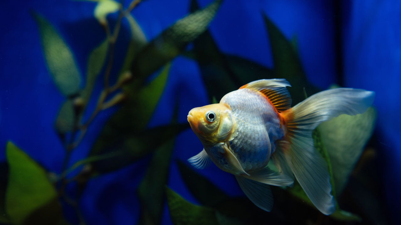 Estudos mostram que peixes reconhecem pessoas e aprendem com elas