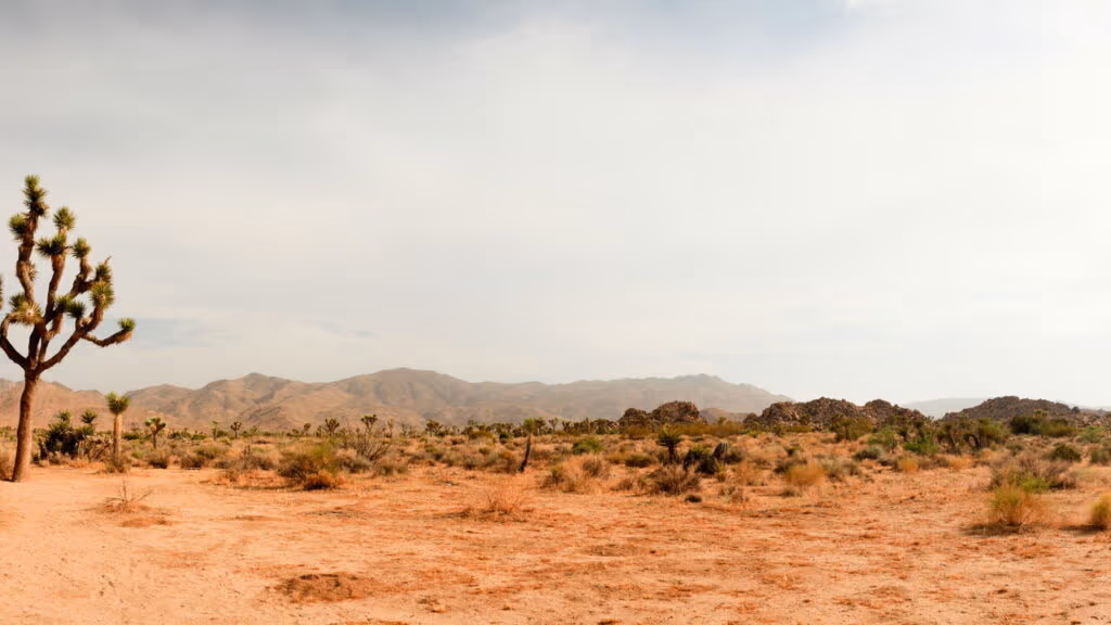Como certas plantas conseguem sobreviver anos sem água no deserto
