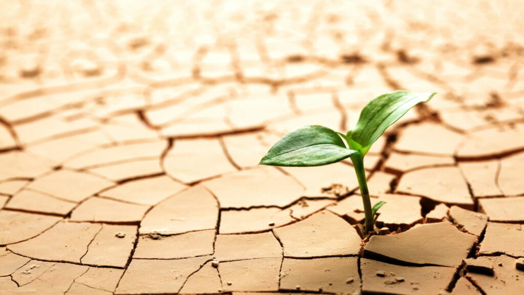 Como certas plantas conseguem sobreviver anos sem água no deserto