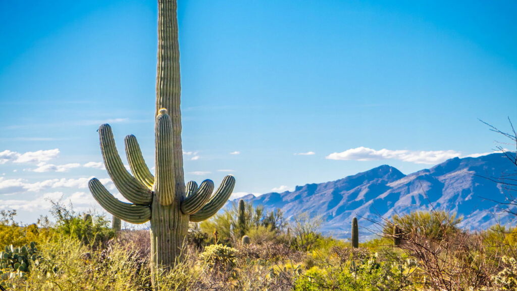 Como certas plantas conseguem sobreviver anos sem água no deserto