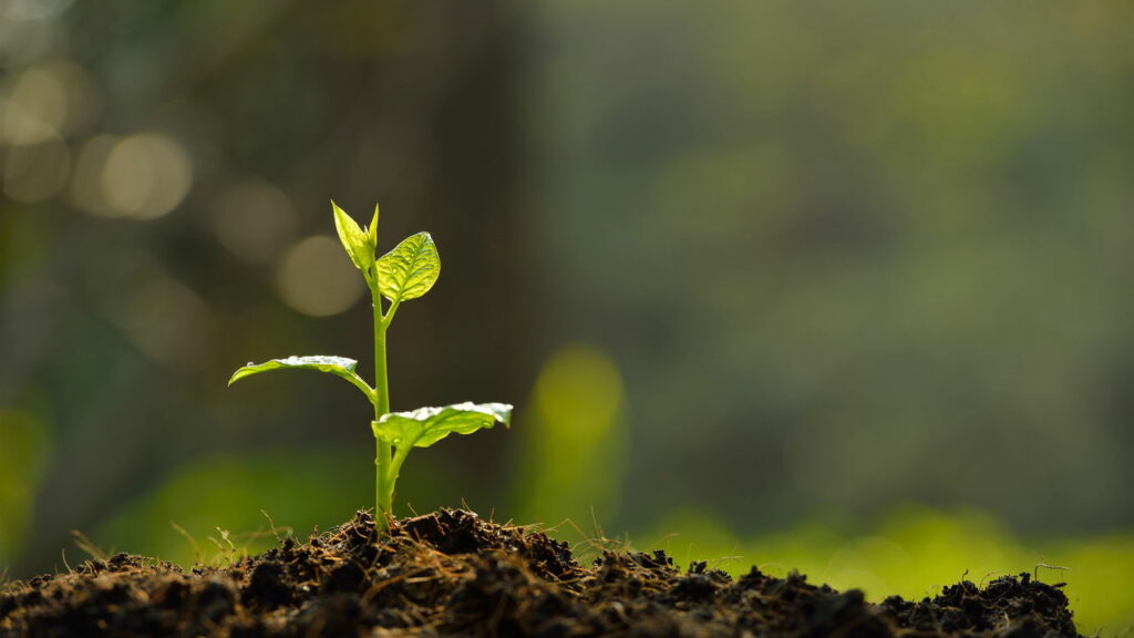 Por que existem plantas que crescem apenas uma vez a cada 100 anos?