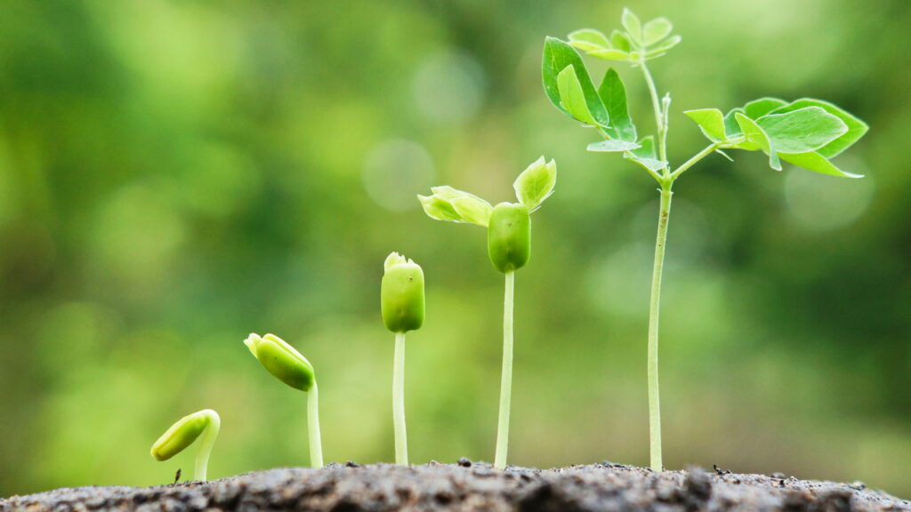 Por que existem plantas que crescem apenas uma vez a cada 100 anos?