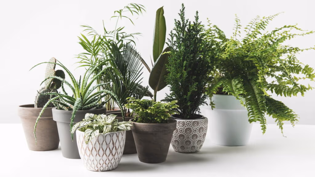 Como as plantas se comunicam entre si? Descubra a linguagem secreta do reino vegetal