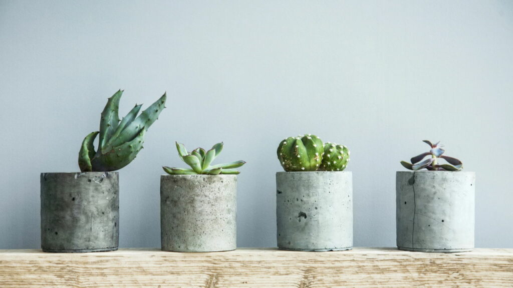 Como as plantas se comunicam entre si? Descubra a linguagem secreta do reino vegetal