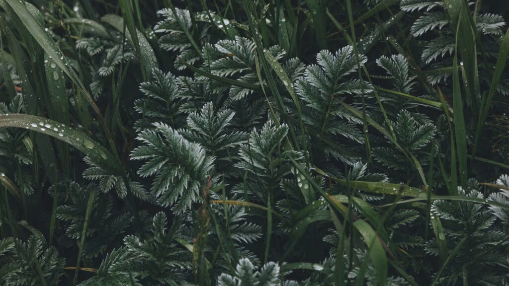 A planta que sobrevive em solos contaminados por metais pesados