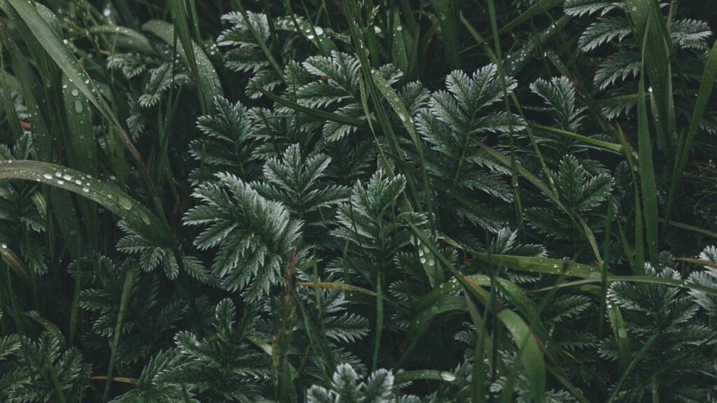 Planta rara com flores em forma de chifre surpreende cientistas