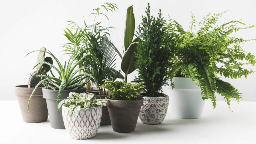 Como as plantas “contam” o tempo e sabem quando florescer?