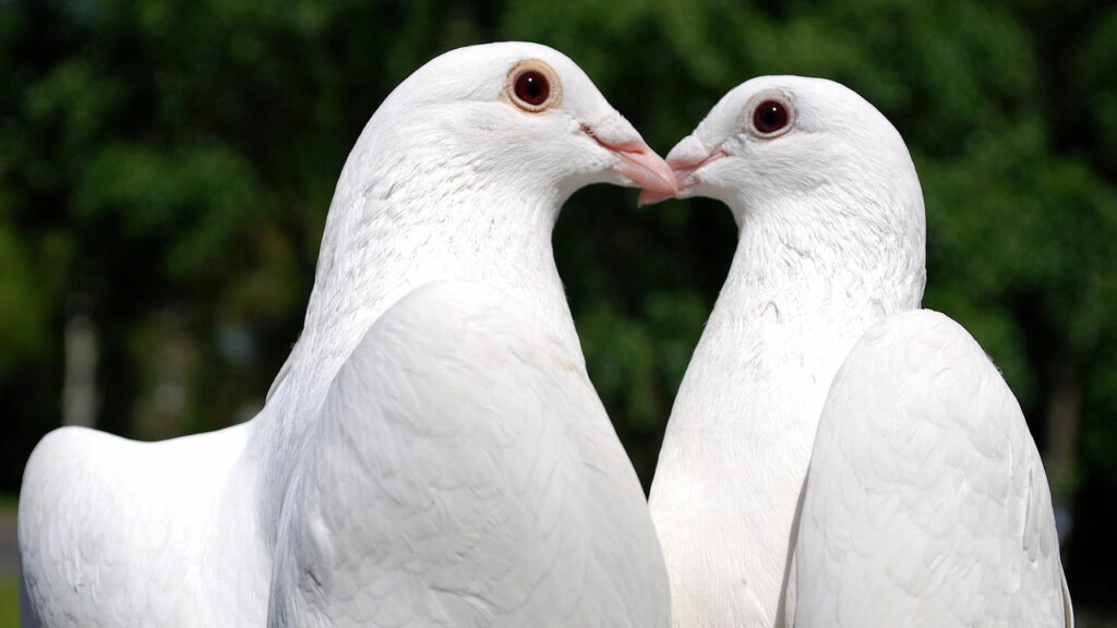 Tem pombos na sua varanda Essa é a forma mais prática de afastá-los