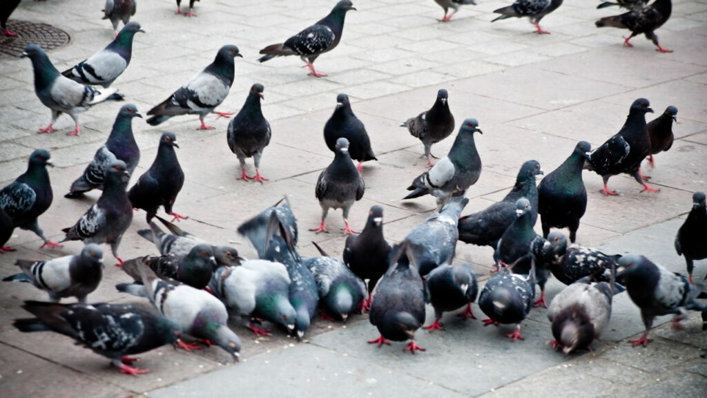 Por que não vemos filhotes de pombos pela cidade?