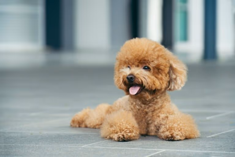 7 animais mais propensos a problemas oculares