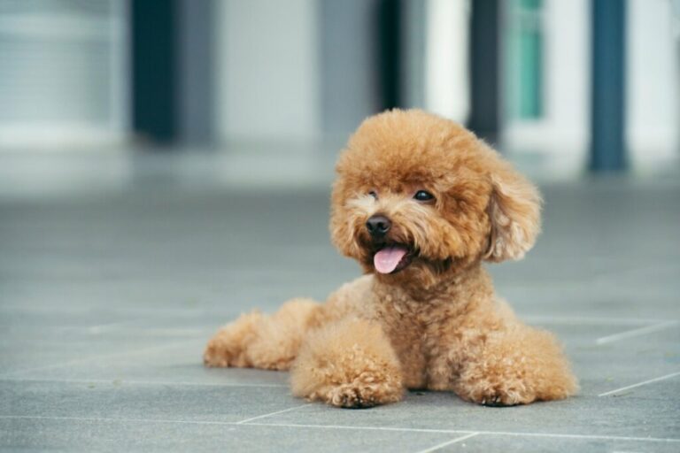 7 animais mais propensos a problemas oculares