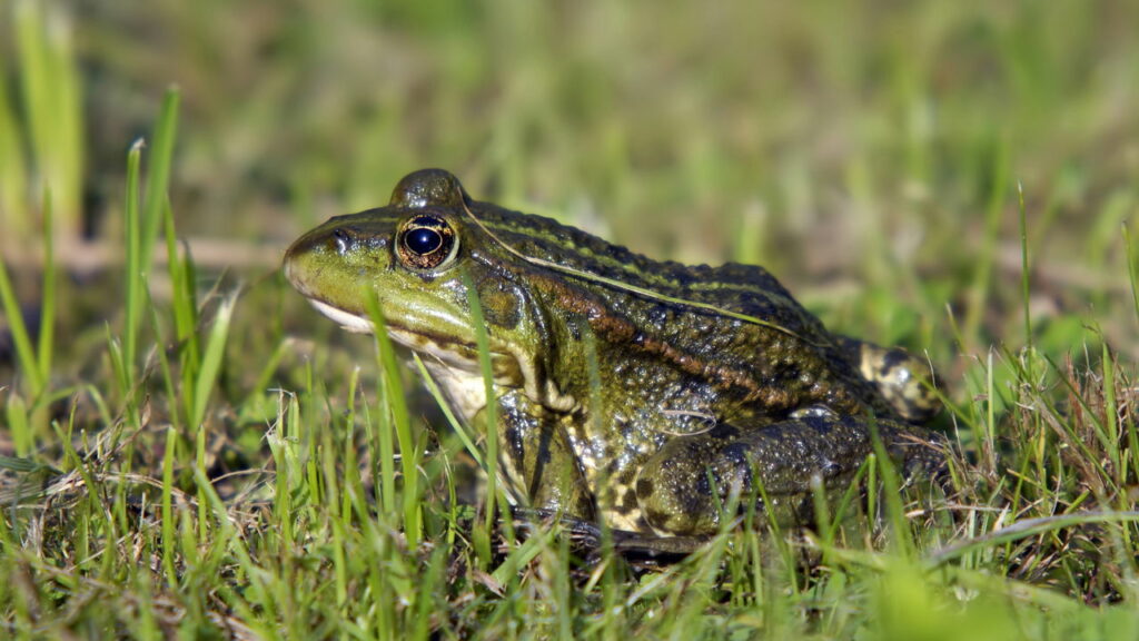 Animais que preveem mudanças no clima melhor que qualquer tecnologia