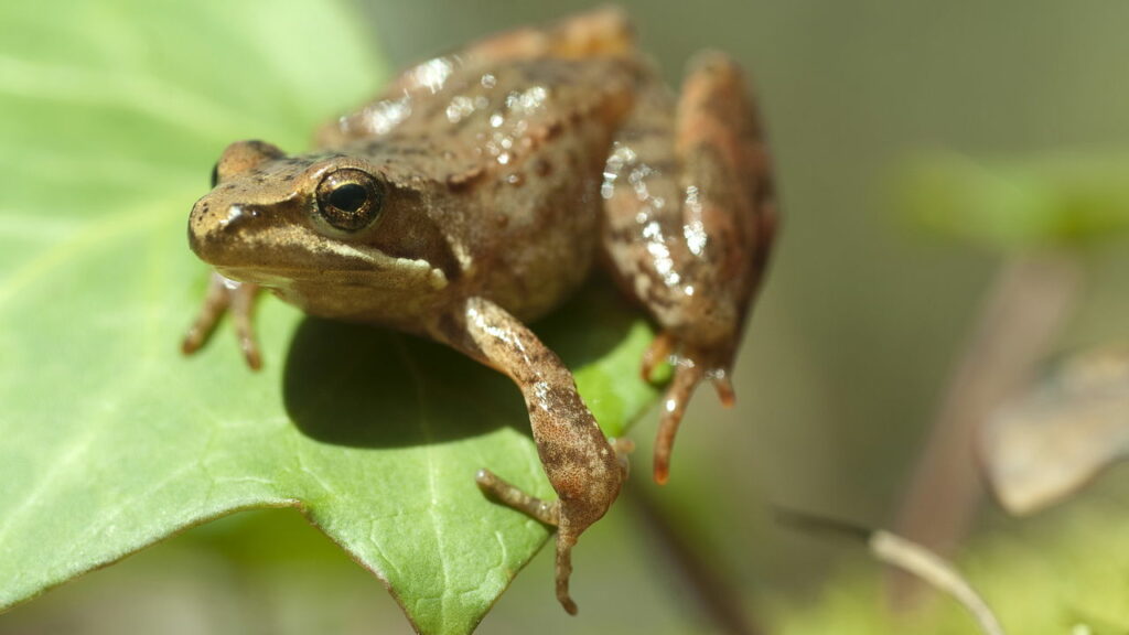 Animais que preveem mudanças no clima melhor que qualquer tecnologia
