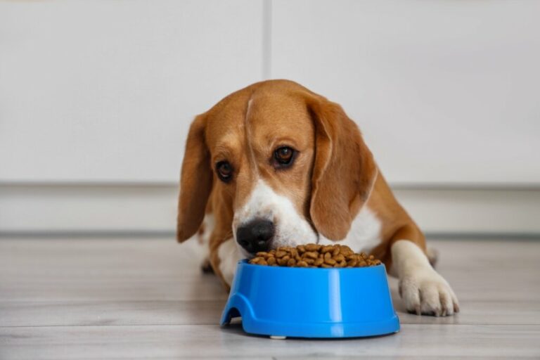 5 dicas para manter a saúde dos animais no inverno