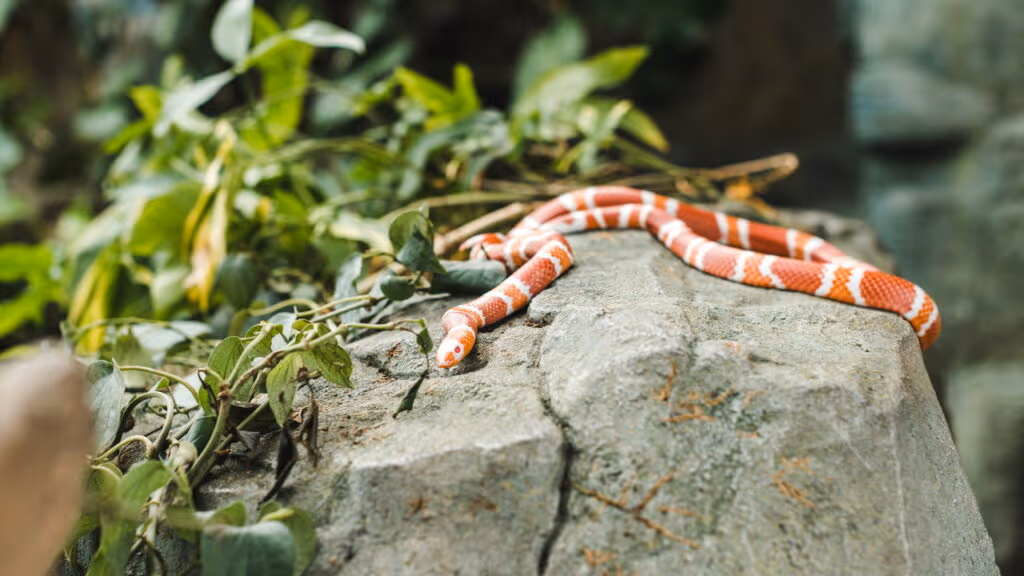 3 animais que veem cores “invisíveis” e como isso muda tudo na natureza