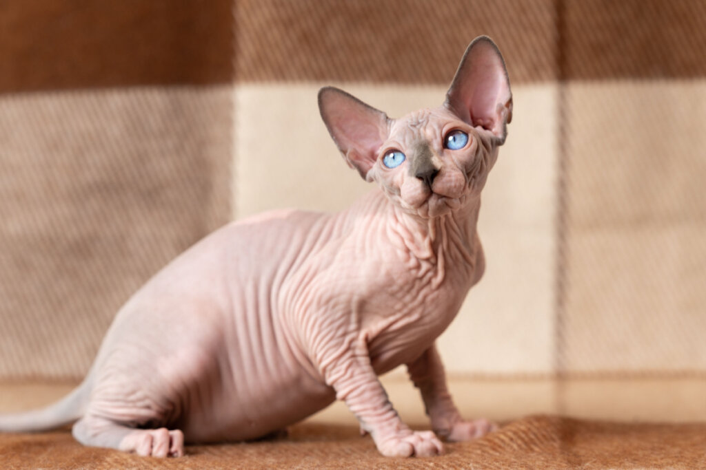 6 raças de gato sem pelo