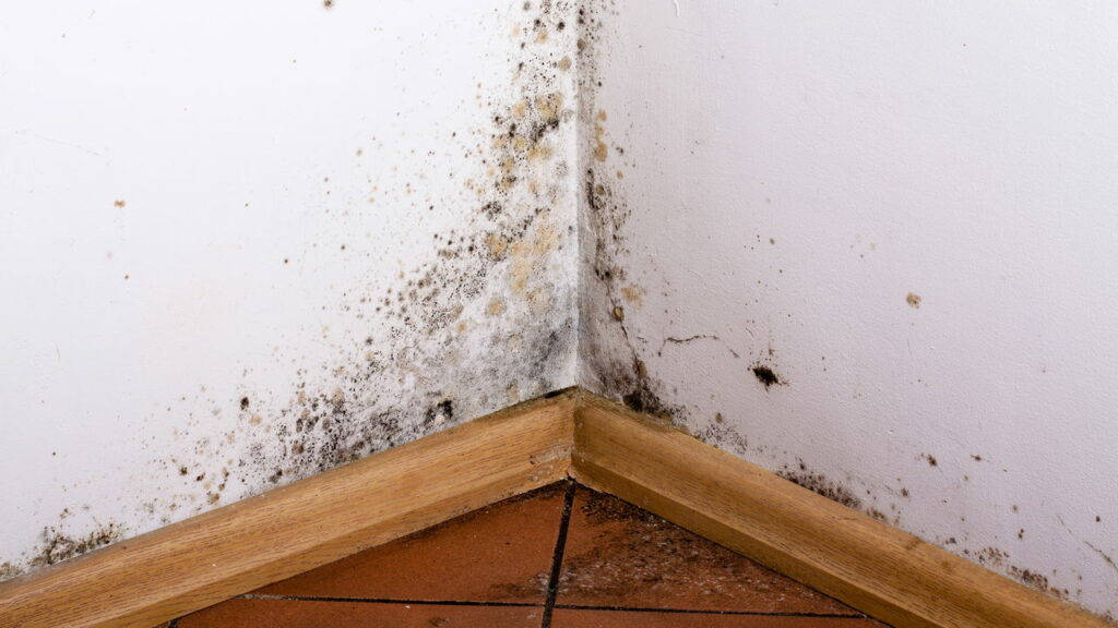 Truque simples e barato usado pelos seus avós para solucionar umidade em casa