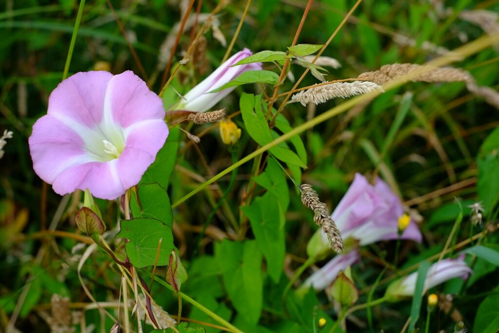 Como eliminar essa trepadeira invasora antes que ela tome seu jardim