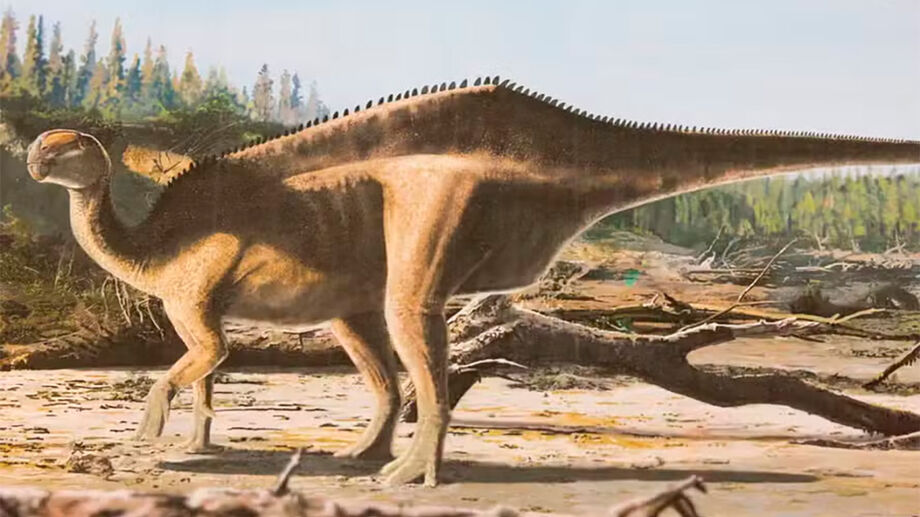 Paleontólogos identificam nova espécie de dinossauro com vela