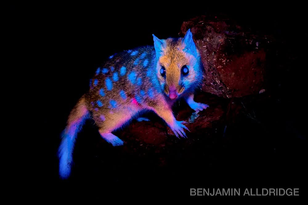 Marsupial que brilha é descoberto na Tasmânia