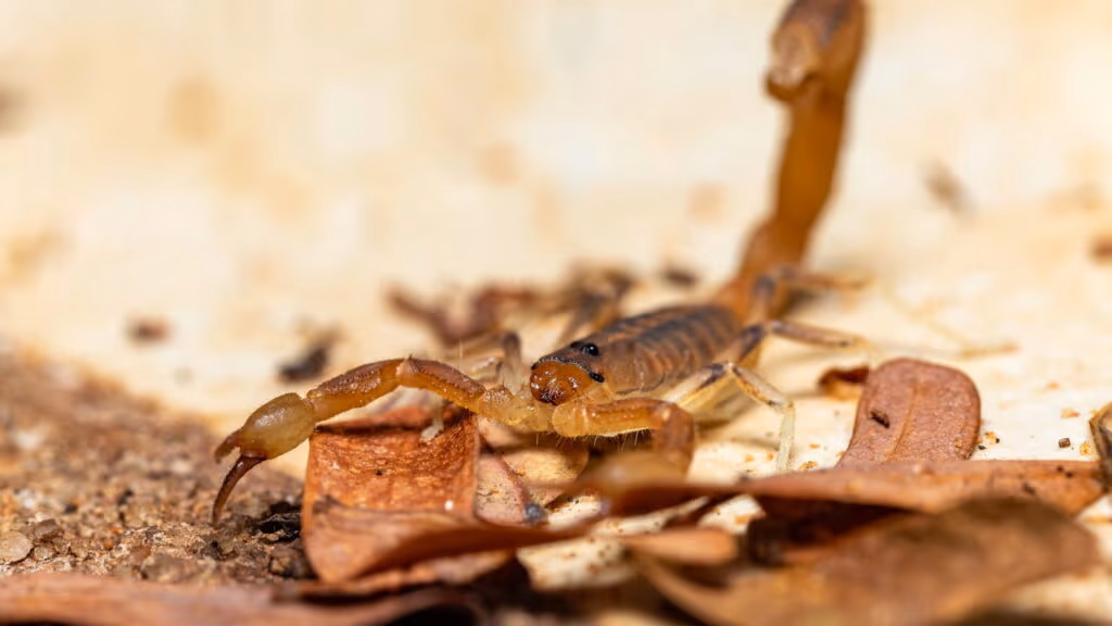 Esses sinais na sua casa indicam que escorpiões estão por perto
