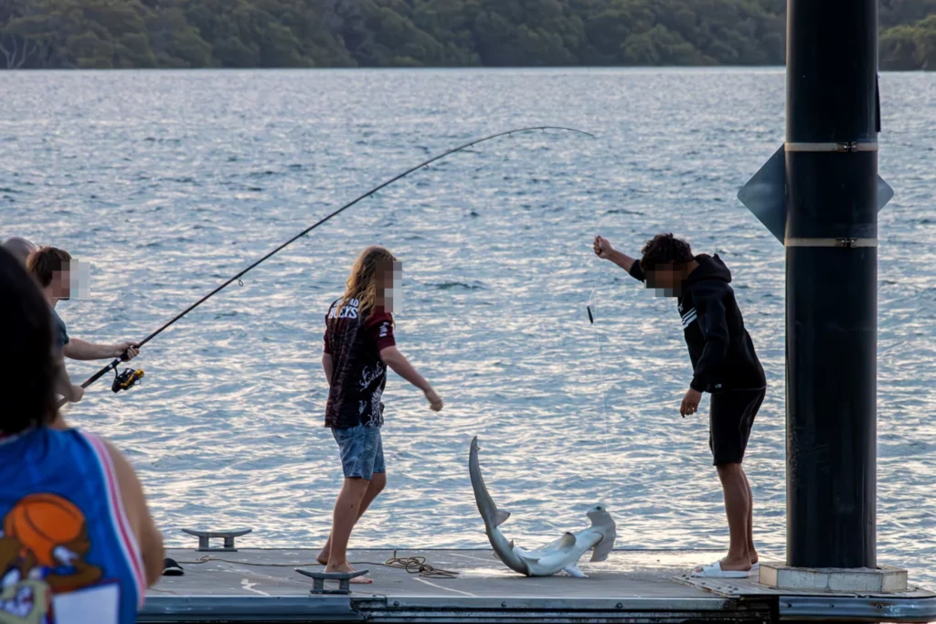 A incrível luta de 11 minutos entre um raro tubarão e pescadores australianos. Foto: Bob Goodman