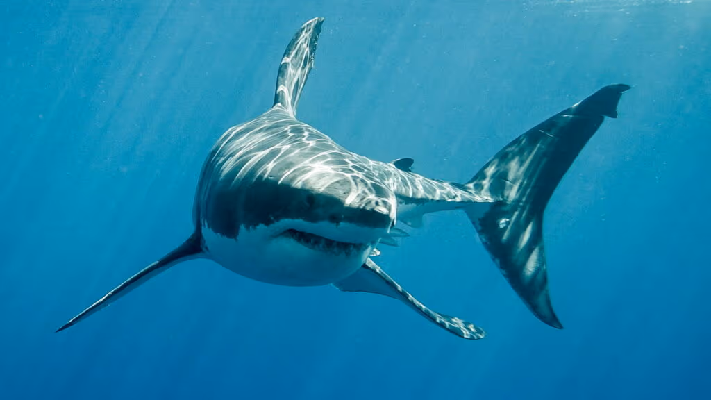 A incrível luta de 11 minutos entre um raro tubarão e pescadores australianos
