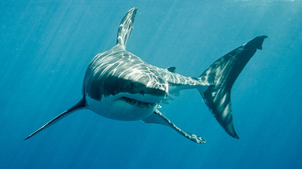 A incrível luta de 11 minutos entre um raro tubarão e pescadores australianos