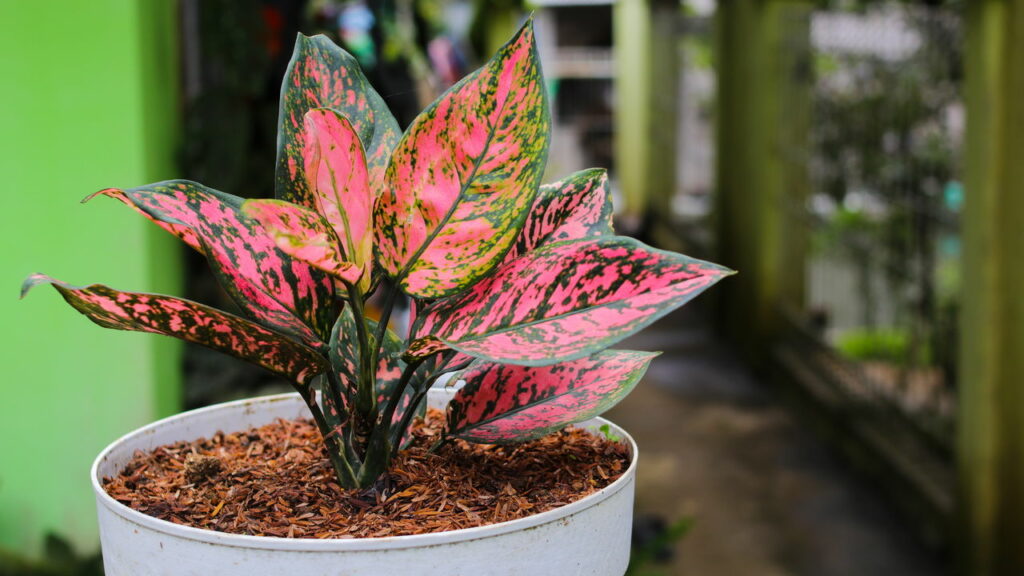 Cinco plantas famosas por trazer boa sorte e prosperidade para dentro de casa
