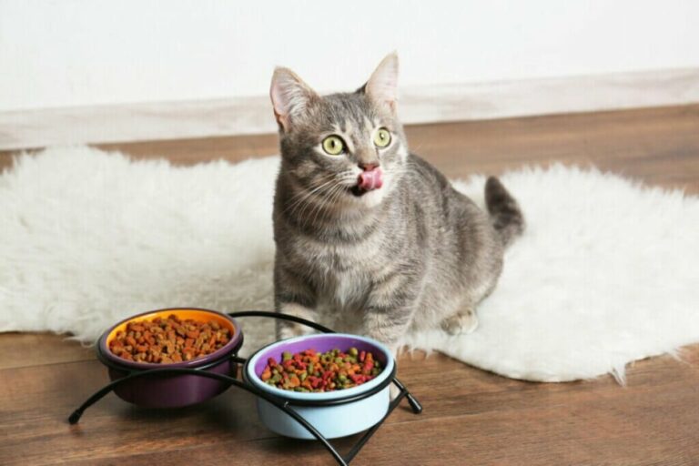 7 dicas para o animal se adaptar com a mudança na rotina 