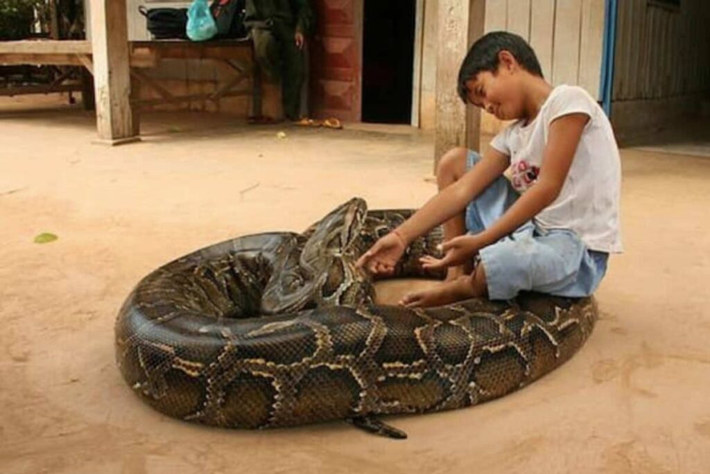 Amizade peculiar entre garoto que dormiu com python gigante por anos acaba mal