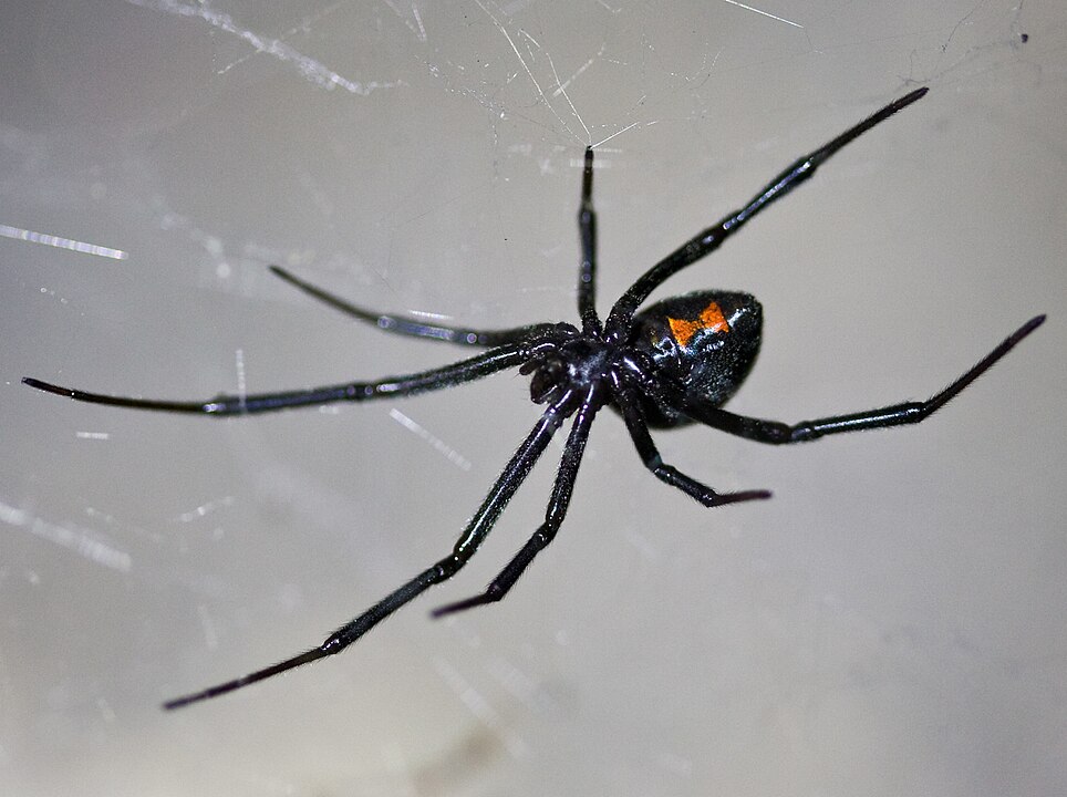 As aranhas mais perigosas do Brasil e o que fazer para afastá-las