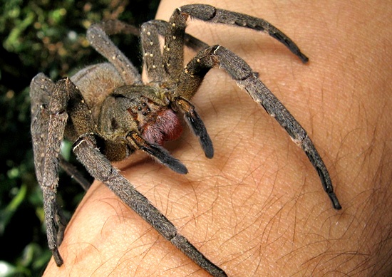 Aranha-marromLoxosceles-Gaucho
