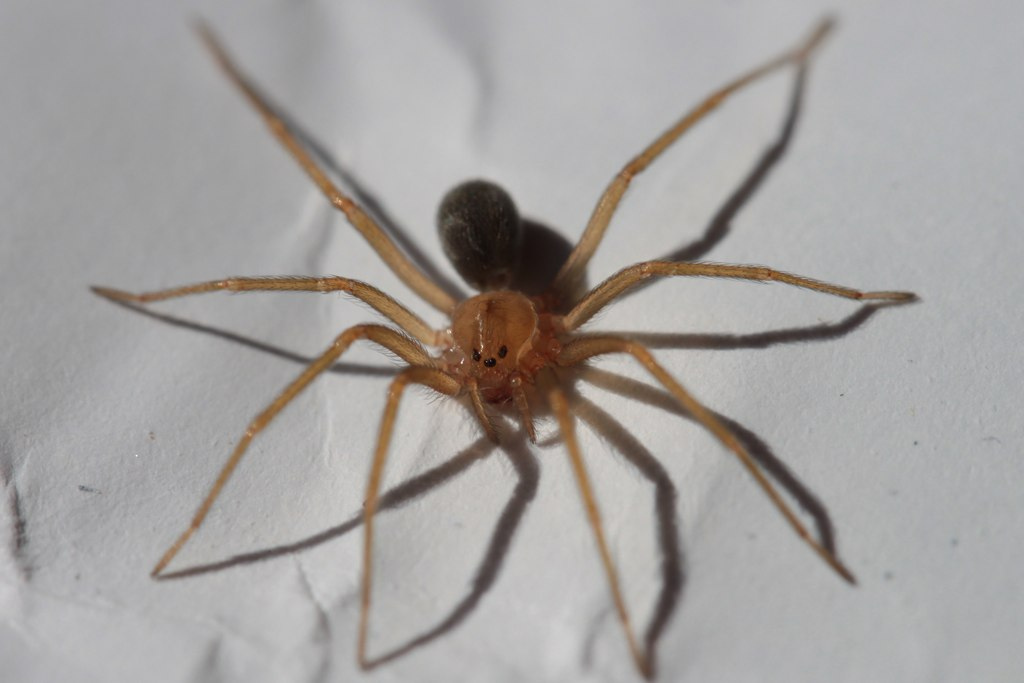 As aranhas mais perigosas do Brasil e o que fazer para afastá-las